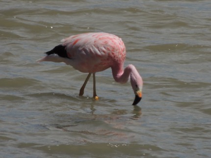 029 Peru Flamingo