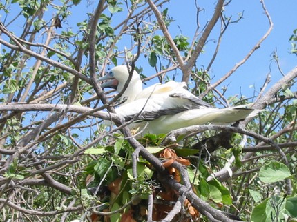 A002 Belize Red Footed Booby.JPG
