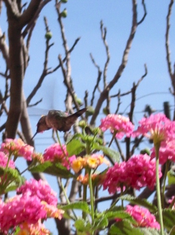 A017 Catherines Convent Hummingbird