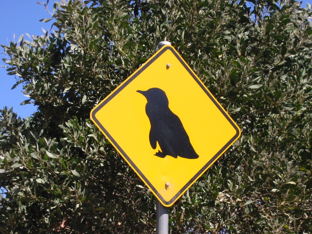 A037 Australia Tasmania Penguins on the Road