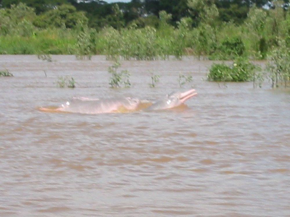 A043 Llanos Trip Pink River Dolphin 