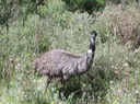 A050 Australia Emu