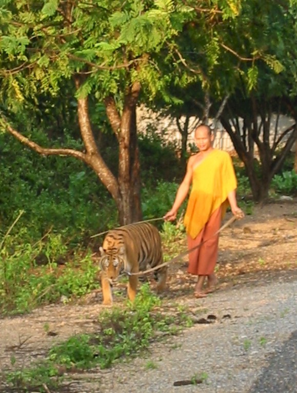 A057 Kanchanaburi Tiger Temple