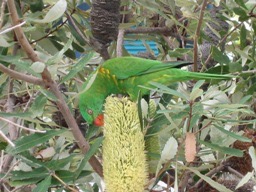 A093 Australia Scaly Lorikeet.JPG