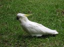 A114 Australia Sydney Cockatoo