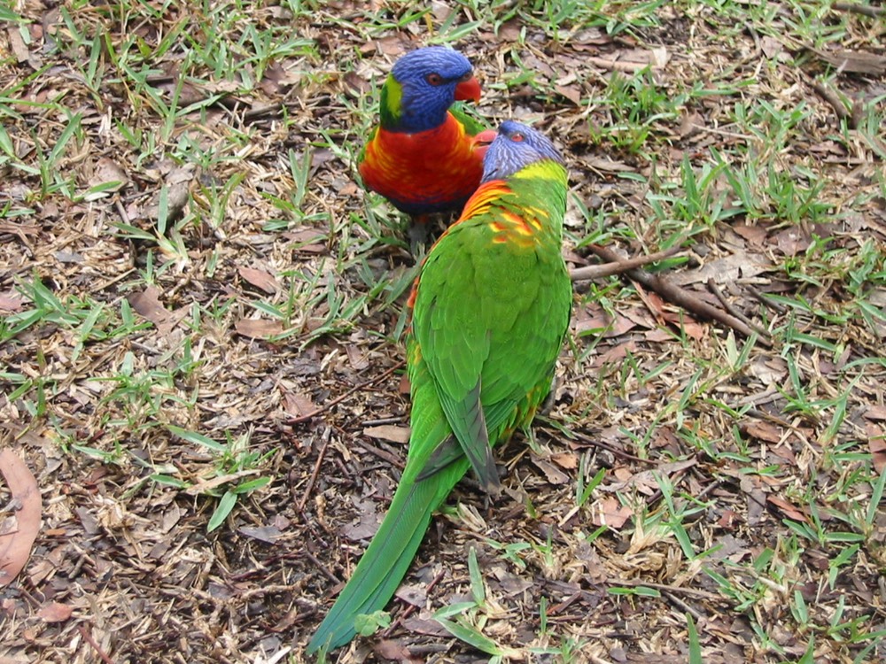 A129 Australia Sydney Rainbow Lorikeet