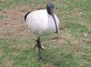 A132 Australia Sydney White Ibis