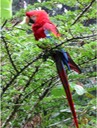 A133 Amazon Jungle Scarlet Macaw