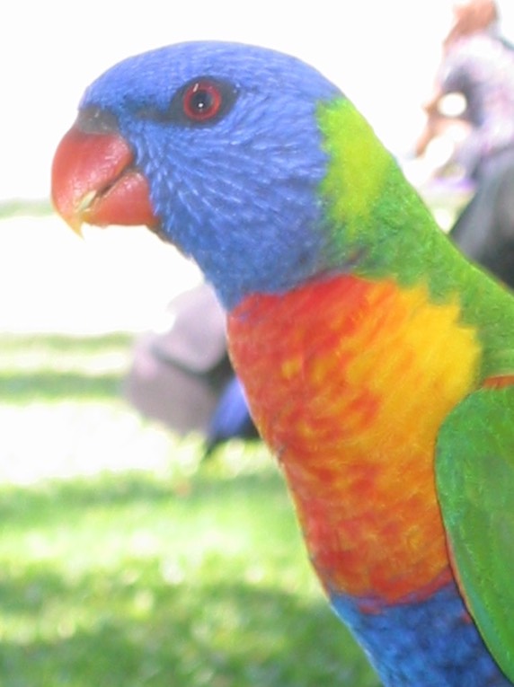 A149 Australia Airlie Beach Rainbow Lorikeet.JPG