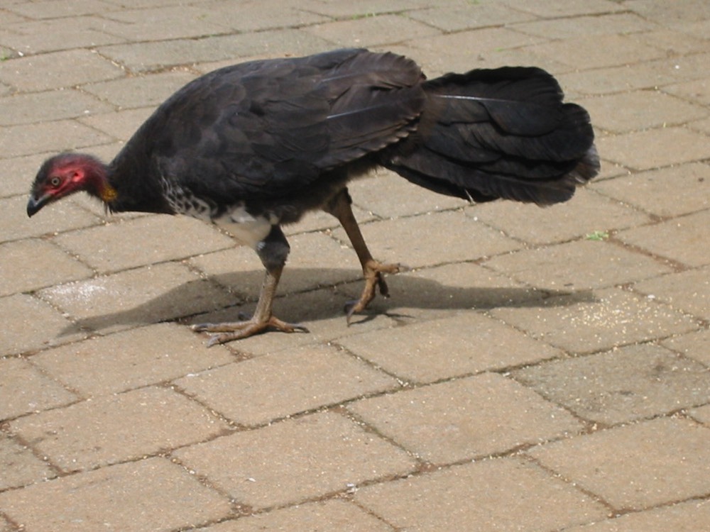 A164 Australia Brush Turkey