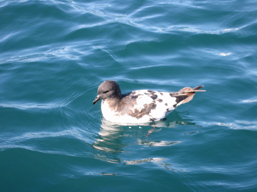 A164 New Zealand Kaikoura