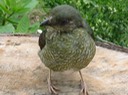 A169 Australia Satin Bowerbird