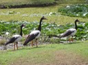 A190 Australia Magpie Geese.JPG