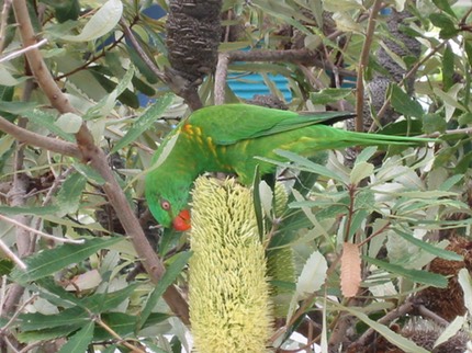 Australia Scaly Lorikeet