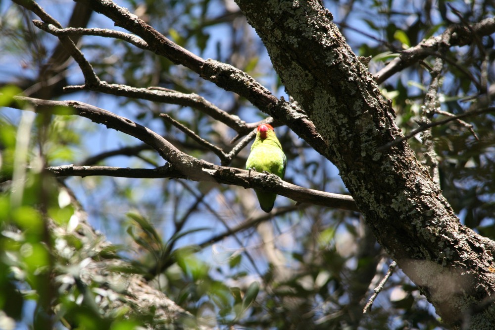 Black-winged Lovebird