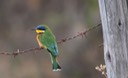 Blue-breasted Bee-eater 2