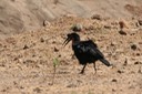 Ground Hornbill 2