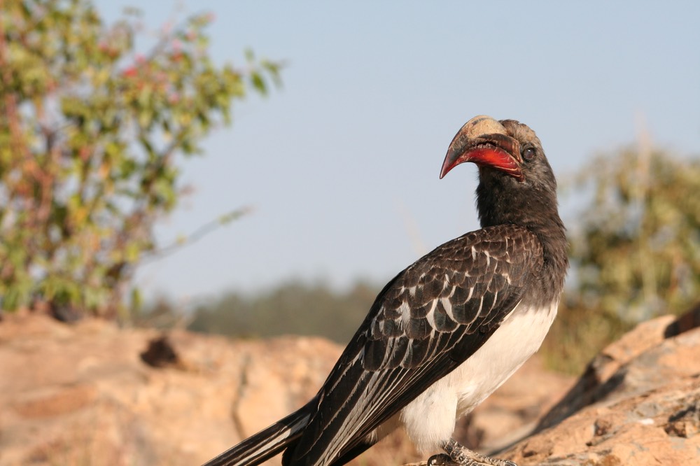 Hemprich Hornbill 2