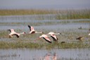 Lesser Flamingoes