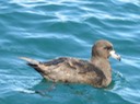 A168 New Zealand Kaikoura