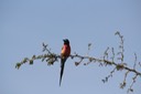 Northern Carmine Bee-eater