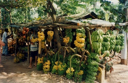 Sri Lanka 1