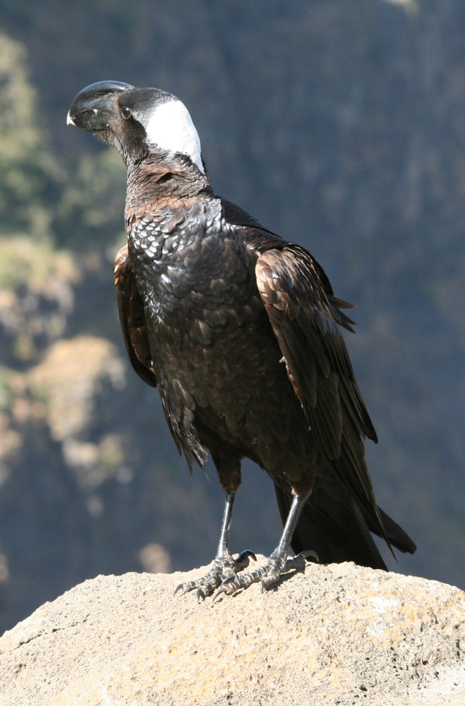 Thick-billed Raven