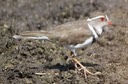 Three-banded Plover 2