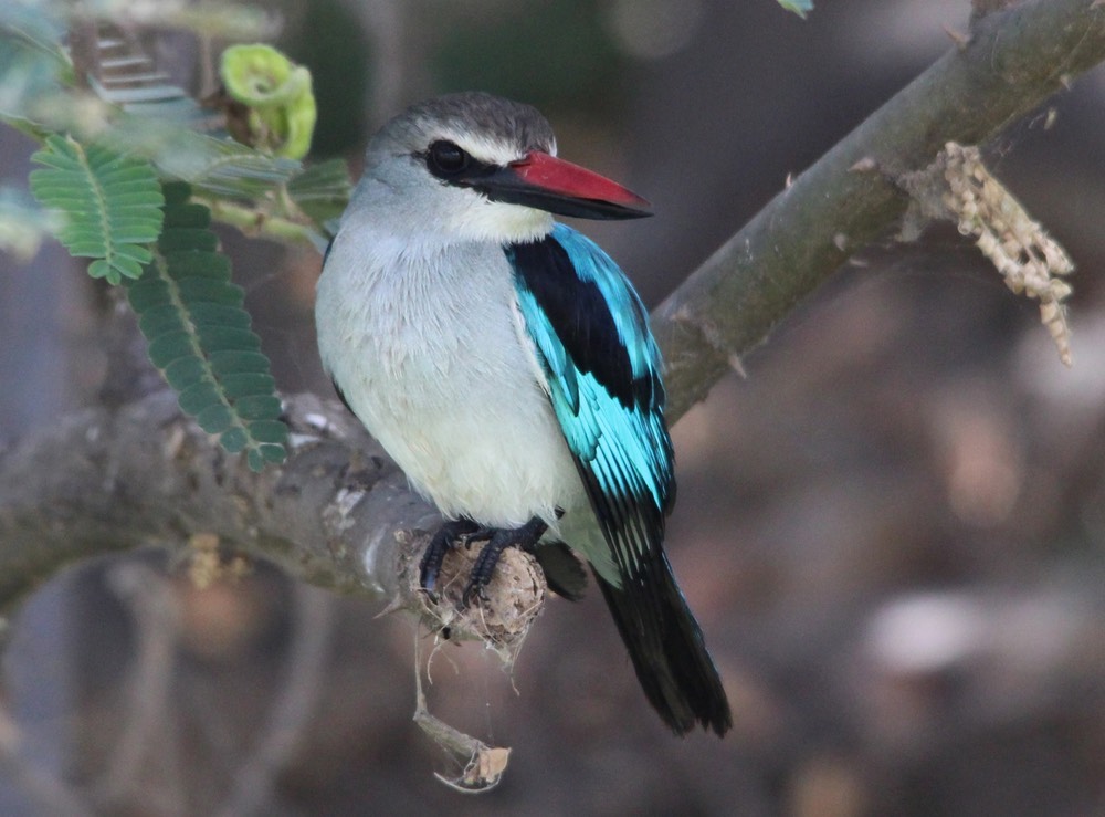 Woodland Kingfisher